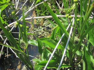 Sparganium eurycarpum, Lemna minor, y Peltandra virginica creciendo en Pymatuning Marsh del oeste de PA.