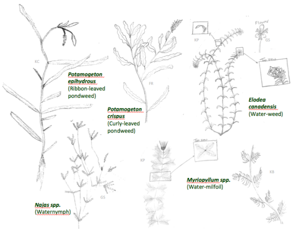 Algunas plantas acuáticas sumergidas comunes. Dibujos realizados por estudiantes de Ecología de Humedales 2011 (EES-386).