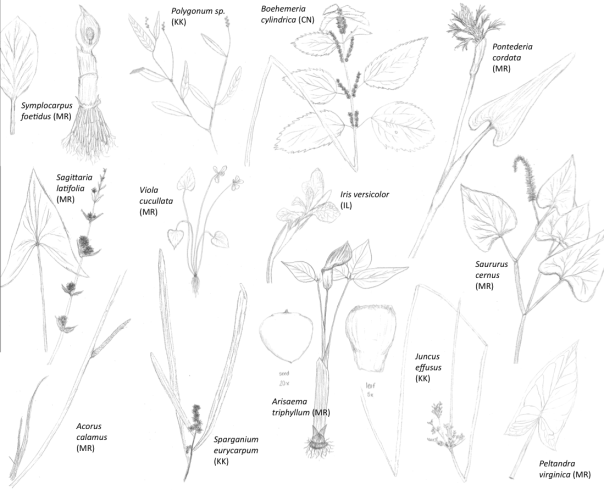 Algunas plantas emergentes comunes de los humedales y de los suelos húmedos. Dibujos de los alumnos de Ciencias de los Humedales (EES-386). Las iniciales de los estudiantes se muestran entre paréntesis.