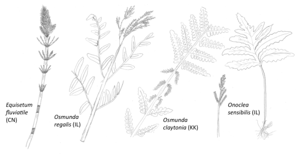 Algunos helechos de humedales y aliados de los helechos. Dibujos de los alumnos de Ciencias de los Humedales (EES-386). Se muestran las iniciales de los alumnos entre paréntesis.