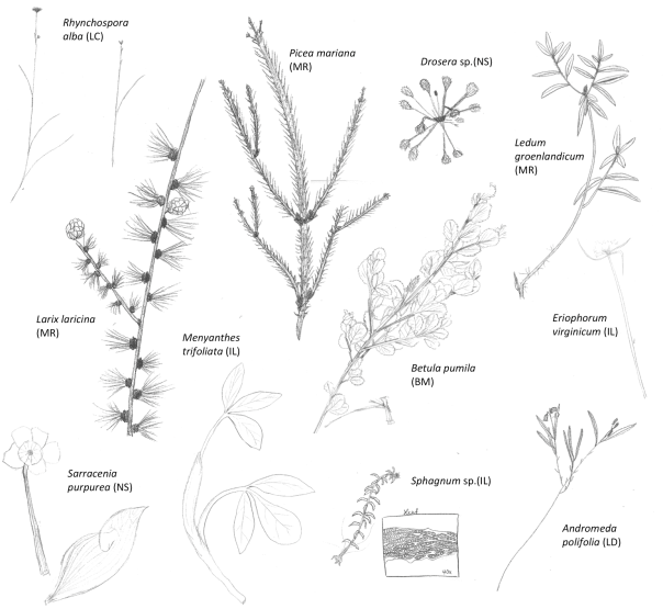 Plusieurs plantes communes des tourbières. Dessins réalisés par les élèves du cours de science des milieux humides (EES-386). Les initiales des élèves sont indiquées entre parenthèses.