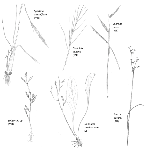 一般的な塩湿地の植物種について、生徒が描いた絵の中からいくつかをご紹介します。