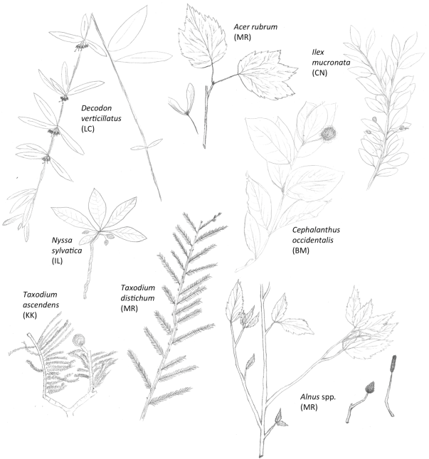 Einige häufige Bäume und Sträucher von Feuchtgebieten. Zeichnungen von Studenten in Wetland Science (EES-386). Die Initialen der Schüler sind in Klammern angegeben.
