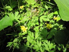 Ranunculus septentrionalis (swamp buttercup)
