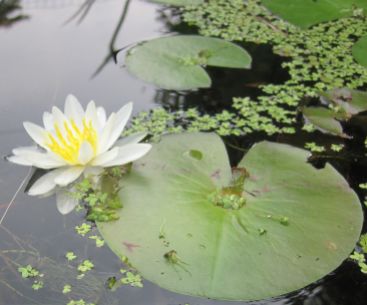 Nymphaea odorata (white water lily)
