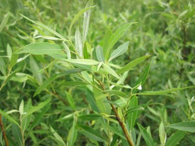 Salix sp. (willow)