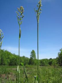 Phalaris arundinacea (reed canarygrass)