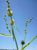 Sparganium eurycarpum (burweed)