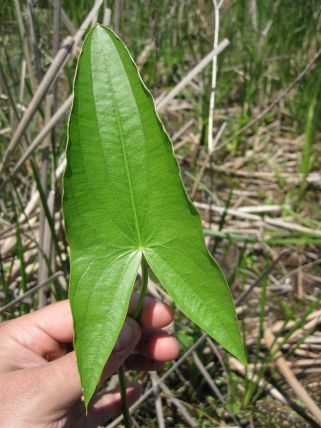 Saggitaria latifolia (common arrowhead)