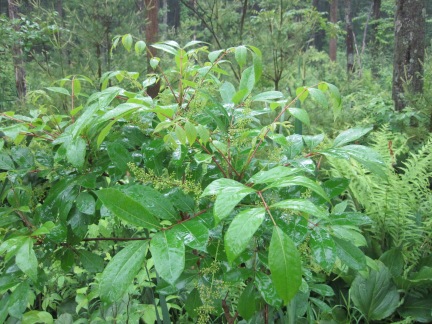 Toxicodendron vernix (poison sumac)