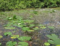 White water lily (Nymphaea odorata) in flower.