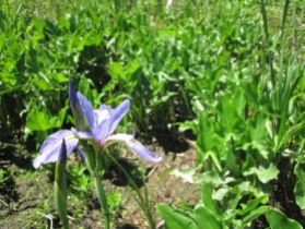 Iris versicolor (Blue flag)