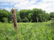 Broad-leaved cattail (Typha latifolia) and the marsh.