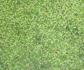 Greater duckweed, lesser duckweed, and Wolffia.